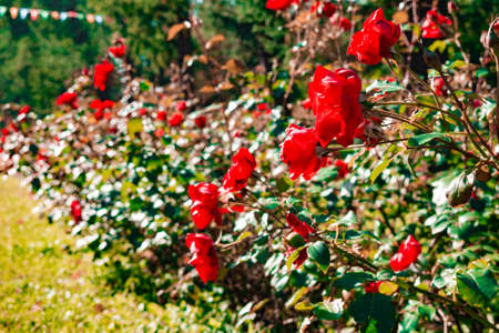 Beautiful red roses against the greenery. Large bushes of flowers looking to the side.の写真素材