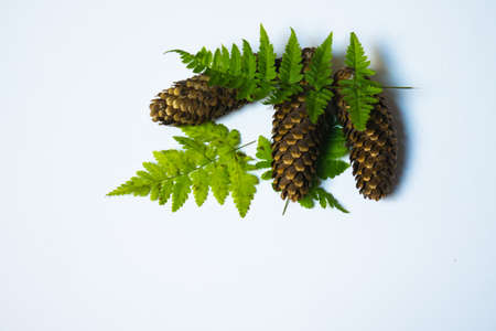 Conifers bump and fern leaves. The natural fruits of the forest on a white background.の写真素材