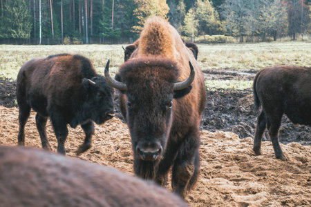 A family of bison on a walk. family of herbivorous bison in their habitat.