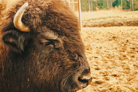 The head of the bison at close range. An adult bison looks into the camera. Bison in the reserve.