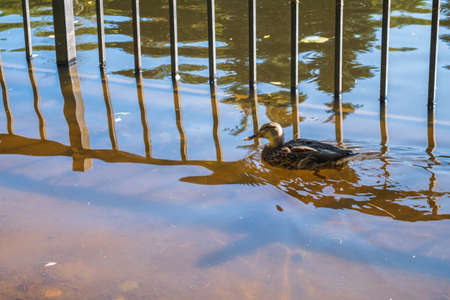 Duck in the water, close-up. Duck brown, floats on the lake.の写真素材