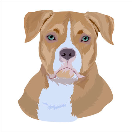 Portrait of an American bullie dog. The dog's head is in the vector. Portrait of a pet in a vector.のイラスト素材