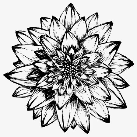 beautiful monochrome black and white dahlia flower isolated on background. for greeting cards and invitations of the wedding, birthday, Valentine Day, mother day and other seasonal holiday.のイラスト素材
