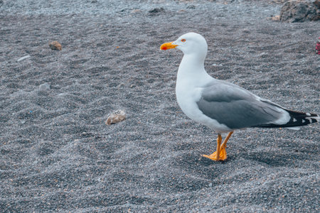 A seagull walks along the beach. A curious seagull on the beach.の写真素材