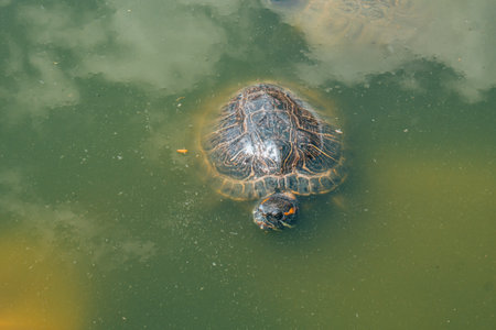 Red Eared Terrapin, trachemys scripta elegans, Adult in Aquarium . High quality photo sea turtleの写真素材