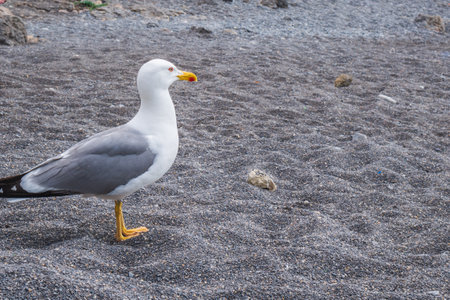 A seagull walks along the beach. A curious seagull on the beach.の写真素材