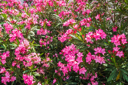 Pink flower hedge background image. High quality photo