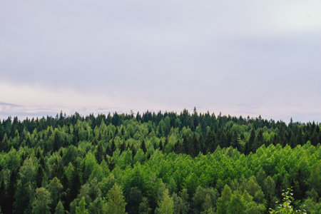 Beautiful pine trees on background high mountains. high quality photoの写真素材