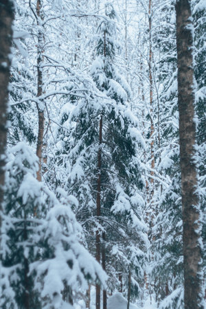 beautiful snowy winter landscape panorama with forest and sun. winter sunset in forest panoramic view. sun shines through snow covered trees. High quality photoの写真素材