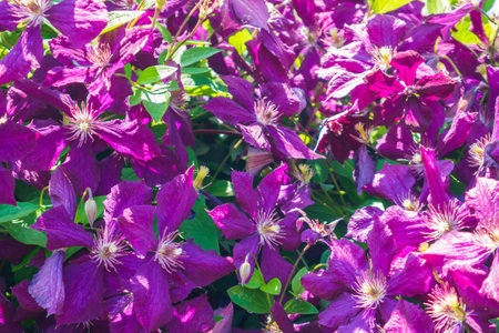 Azalea flowers blooming in garden, Bangkok, Thailand. . High quality photoの写真素材