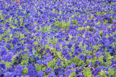 Purple petunia flowers in the garden. Natural floral background.の写真素材