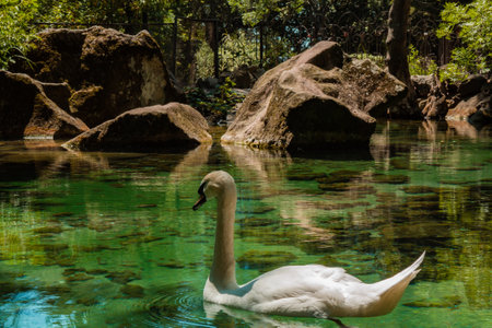 A lonely white swan by a bright azure lake. A lonely swan.の写真素材