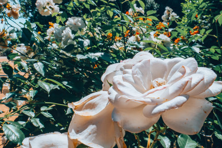White roses. Garden with flowers, roses. Home garden concept with flowers.