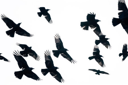 Silhouette flying birds on white background.の素材