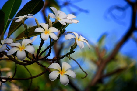 white flowerの写真素材