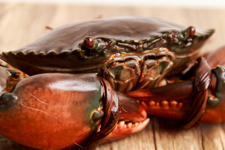 Live Mud Crabの写真素材