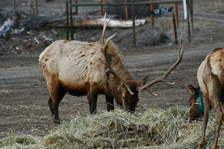           Two Elk Feeding on Some Straw!!                      の写真素材