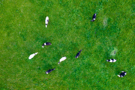Rural landscape, view from the drone. Green fields in the north of Poland. SuwaÅki region in spring.の写真素材