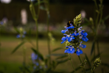 Macro of Bee on Deep Blue Fower in Versailles Gardenの写真素材