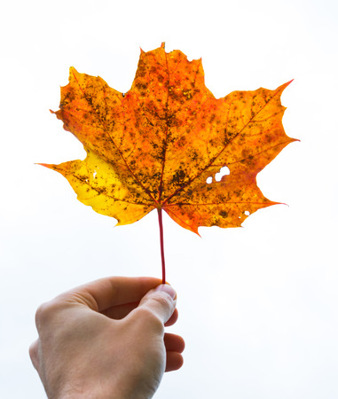 Hand Fingers Holding Delicate Stem Red Orange Yellow Dead Oak Leaf Autumn Fall Seasonal Plant Tree Dead Isolated White Backgroundの写真素材