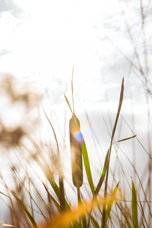 Sun Lens Flare Bright Overcast Pond Lake Shore Plants Cattail Typha Outdoors Nature Vintageの写真素材