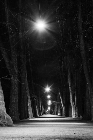 Light Forest Walkway Black White Monochrome Tranquil Peaceful Park Corridorの写真素材