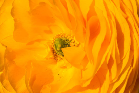 Bright Yellow Flower Inside Center Macro Petals Closeup Texture