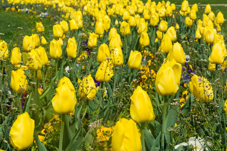 Row Beautiful Yellow Vibrant Tulips Green Park Outdoors Spring Sunnyの写真素材