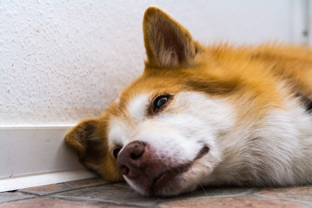 Icelandic Sheepdog Typical Home Pet Walking Around Daytime Stroll Park Happy Tongue Cute Pretty Animalの写真素材