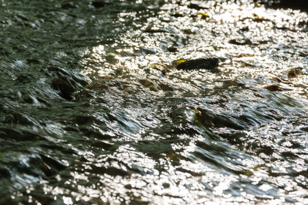 Small Creek in Forest Closeup Texture Cool Summer Day Nature Outdoors