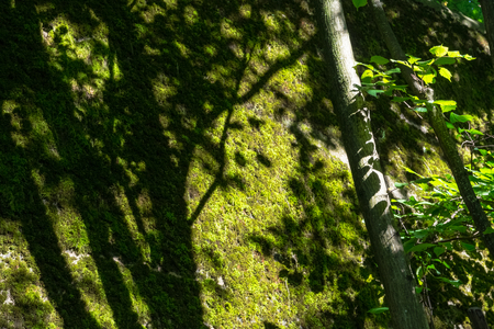 Tree with Sunlight on Mossy Wall Background Closeup Natural Green Textureの写真素材