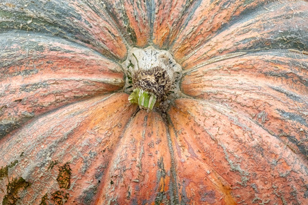 Massive Pumpkin Top Closeup Texture Background Orange Farming Organic Plant Vegetableの写真素材