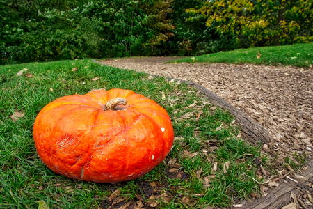 Orange Autumn Fall Pumpkin on Green Grass Outdoors Farm Daytime Halloween Decoration Pathの写真素材