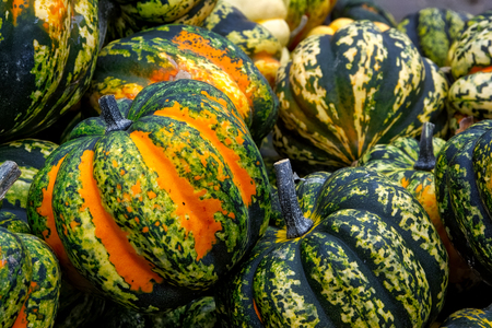 Orange Green Spotted Pumpkin Group Closeup Texture Crate Organic Fall Autumn Decorationの写真素材