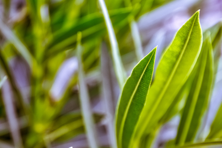 Bush Leaf Closeup Organic Depth Field Tip Edge Greenの写真素材