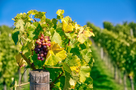 Grapes Fruits Closeup Vineyard Fall Leaves Autumn Farming Agriculture Wine Plants Outdoors Daytimeの写真素材