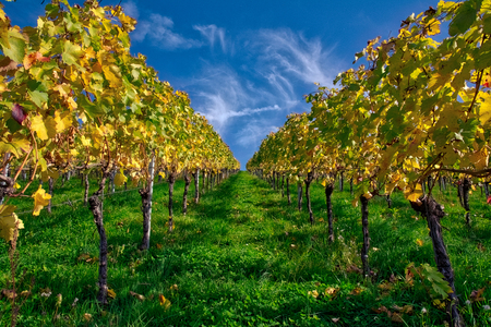 Vineyard Rows Wine Outdoors Daytime Changing Seasons Fall Autumn Leaves Colorful Farming Agriculture Warm Colorsの写真素材