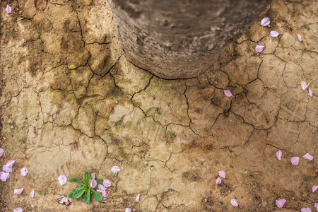 The Cracked Clay with Water Lostの写真素材