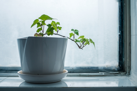 Small Potted Plant on the Windowの写真素材