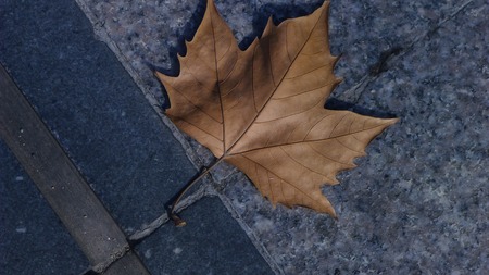 A Fallen Yellow Leaf on the Groundの写真素材