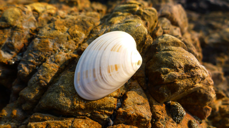 A Close-up of a Smooth and White Shellの写真素材