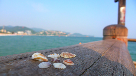 A Close-up of Several Small Shells in the Benchの写真素材