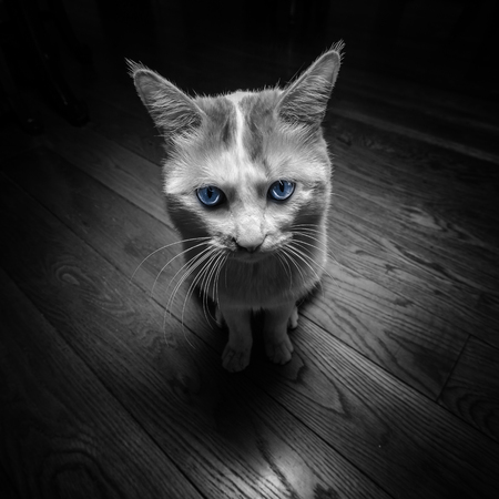 Black and White Tabby Cat with Bright Blue Eyes, Abstract Animal Housepetの写真素材
