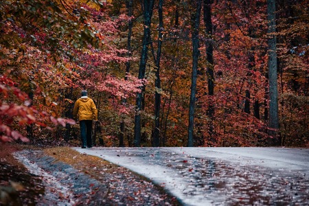 Colorful Autumn Forest Path Nature Leaves Trees Crowded Orange Red Park Road Trail Outdoors Walkingの写真素材