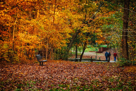Colorful Autumn Forest Path Nature Leaves Trees Crowded Orange Red Park Road Trail Outdoors Walking