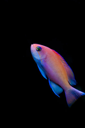 Female pink basslet swimming, isolated on black backgroundの写真素材