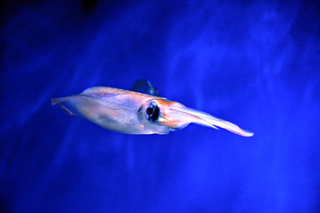 Cuttlefish swimming in blue background