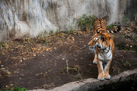 Tigerの写真素材