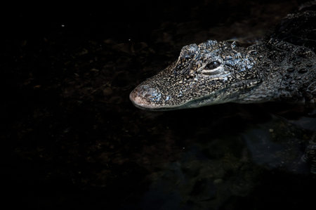Crocodile close up floating on water surfaceの写真素材
