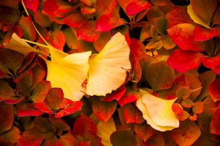 Yellow ginko leaves fell on top of red leaves in autumnの写真素材